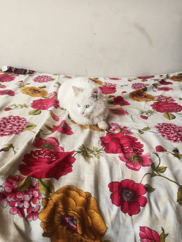 Cat for sale in jhelum 1