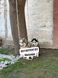 Siberian husky puppies for sale in urgent