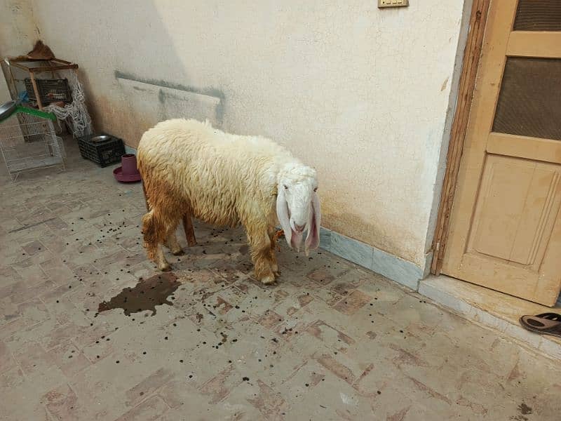 Active and Healthy Kajla  2 sheep jori urgent sale 4