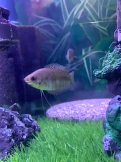 5 Gourami pairs