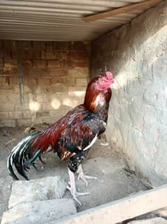 Best Breed Aseel Murgha for sale Blood red