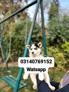 Siberian husky puppies for sale