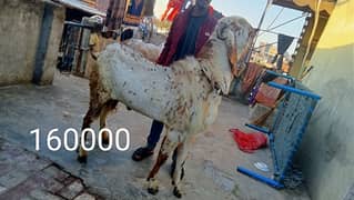 Sehat mand ghar k paly bakry bakriyan for sell