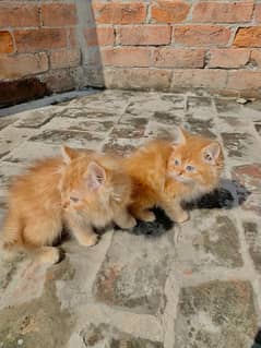 Persian kitten pair