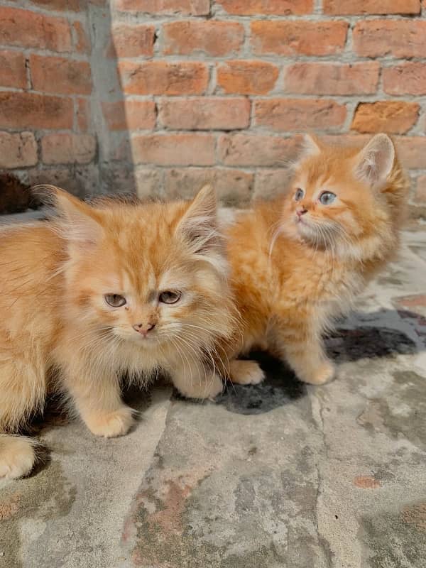 Persian kitten pair 1