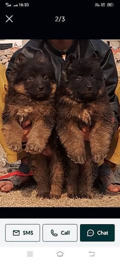 German Shepherd Pair For Sale / GSD / Long Coat Puppies