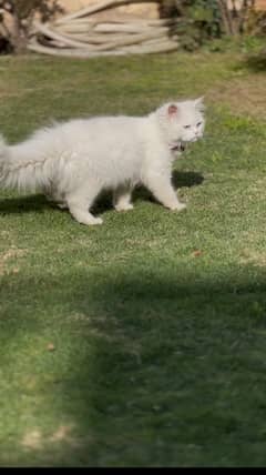 white blue eyed kitten