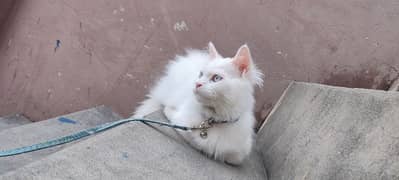 Persian cats/ Persian cat baby