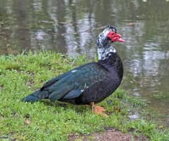 Muscovy ducks MuG