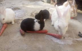 Rabbits for sale