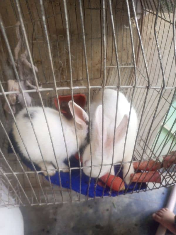 Rabbits for sale 1