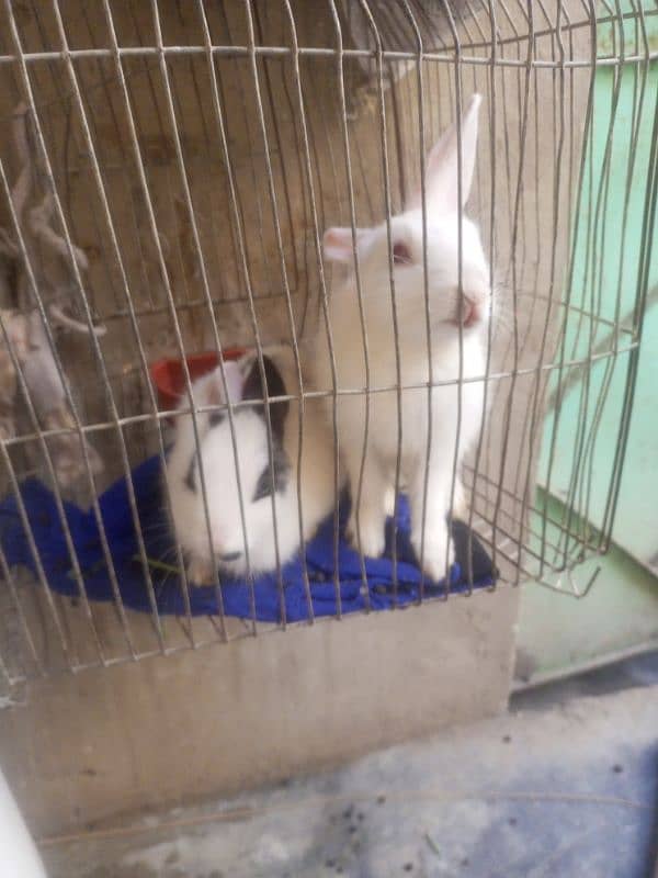 Rabbits for sale 2