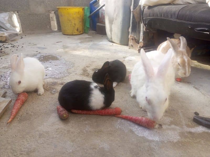 Rabbits for sale 3