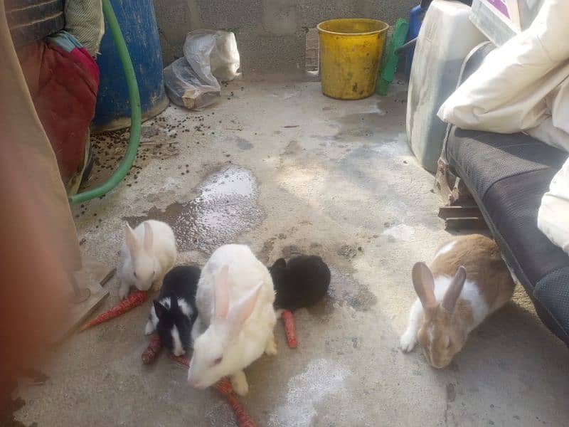 Rabbits for sale 4