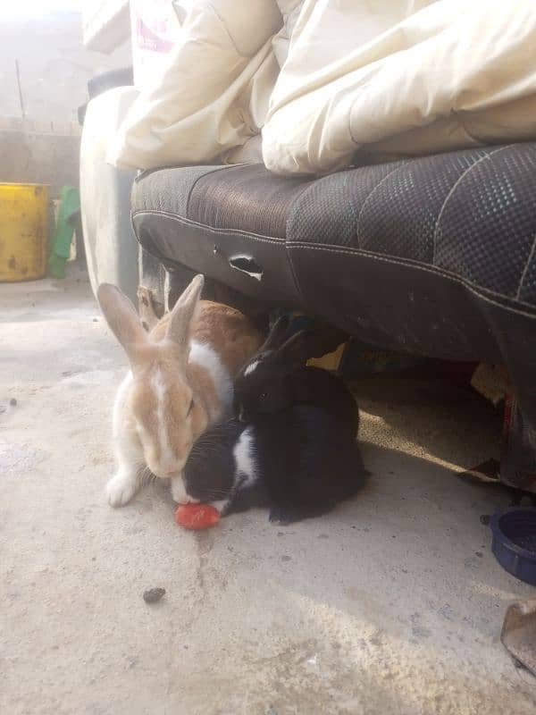 Rabbits for sale 6