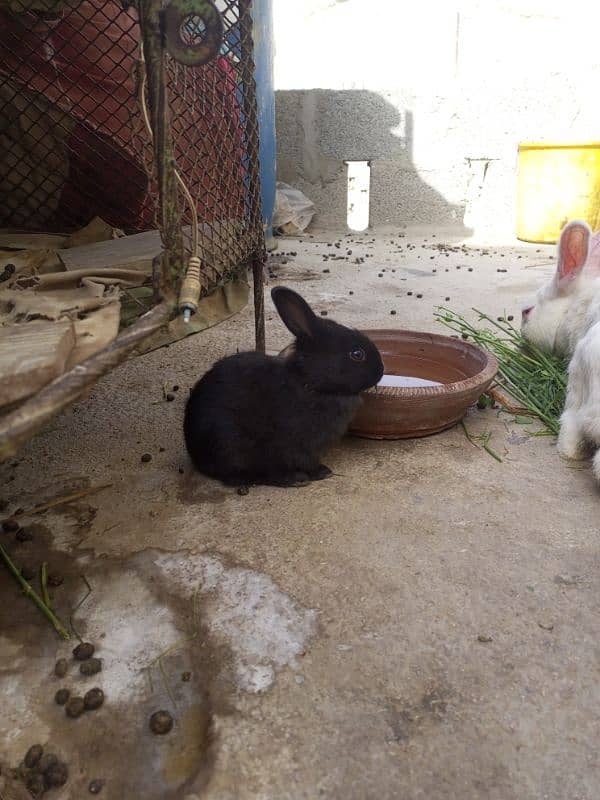 Rabbits for sale 8