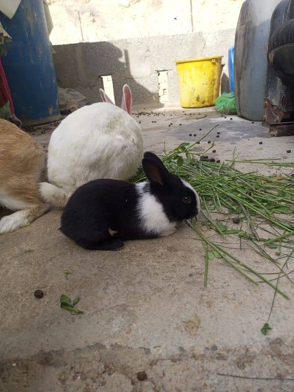 Rabbits for sale 10