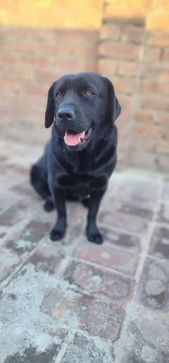 Labrador adult female