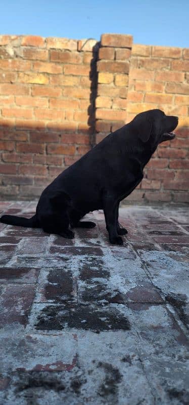 Labrador adult female 3