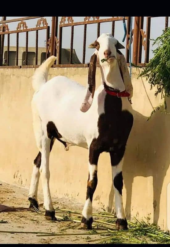 Bakra sell 0313/49/12/531 0