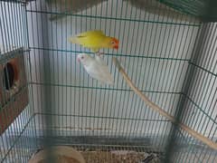 Cremino male, albino red eye female , breeder pair for sale in lahore