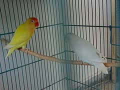 cremino x Albino red eye breeder pair for sale