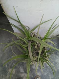 Faresh Aloe Vera Sale