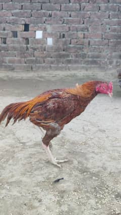 Male Sindhi Java For sale video mil jaye gi