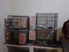 Parrots Cages with Boxes