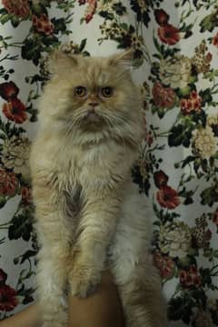 cat for sale/persian kitten/punch face cat/triple coated cat