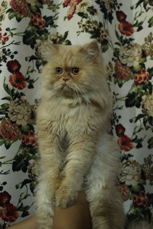 cat for sale/persian kitten/punch face cat/triple coated cat 1