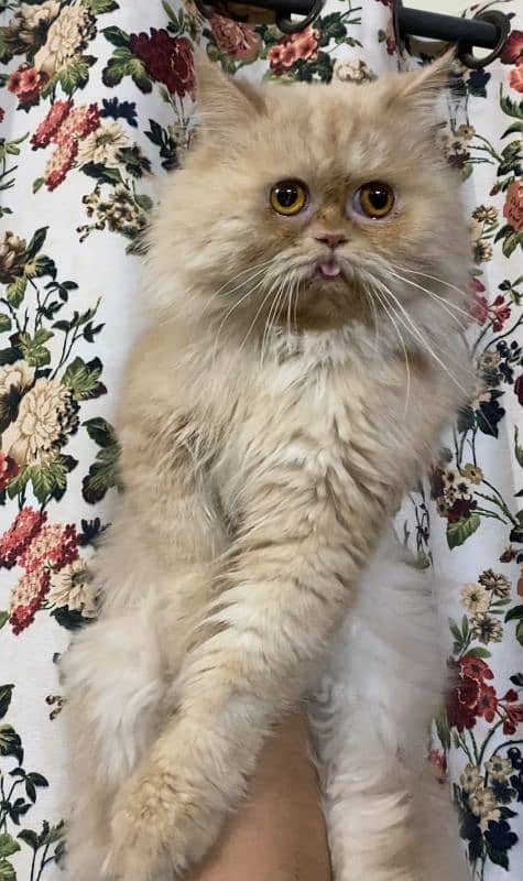 cat for sale/persian kitten/punch face cat/triple coated cat 3