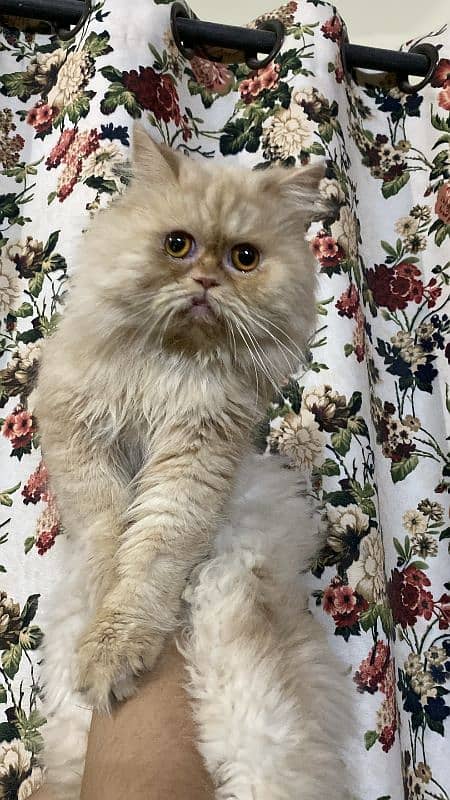 cat for sale/persian kitten/punch face cat/triple coated cat 5