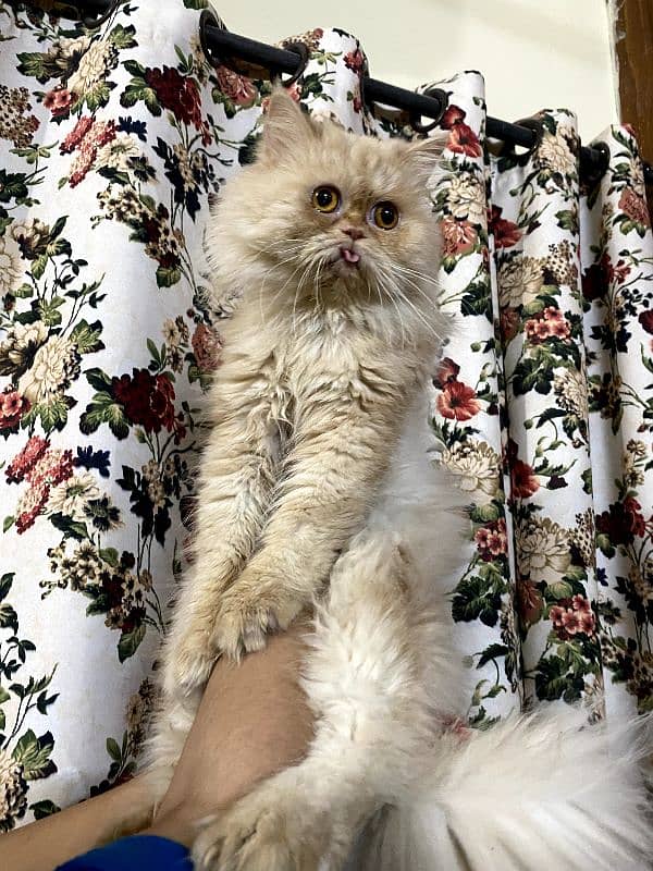 cat for sale/persian kitten/punch face cat/triple coated cat 6