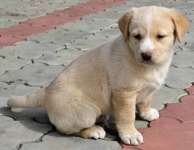 labrador female puppy urgent  28 days age 2