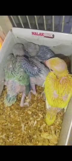 indian yellow blue chicks 03127093372