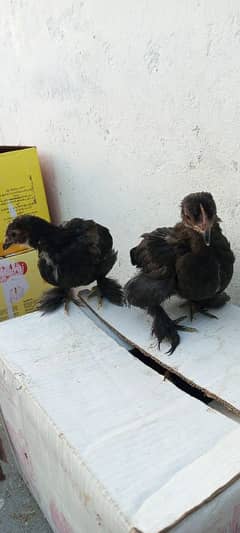 black bantum chicks