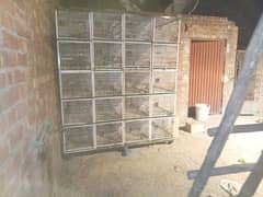 parrots cage