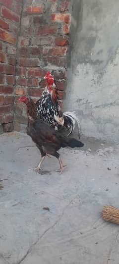 Aseel Pair 5500 ka, hen egg lay kr rahi ha. urgent sale