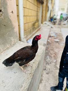 Aseel Murgi Hen