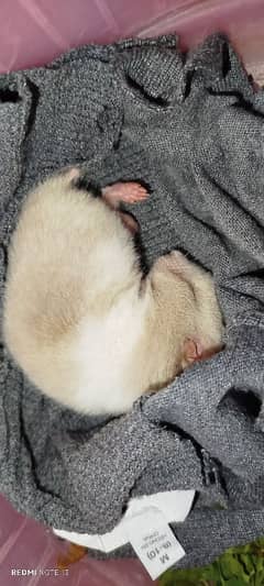 syrian hamster