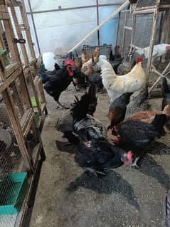 Egg laying Golden Misri Hens