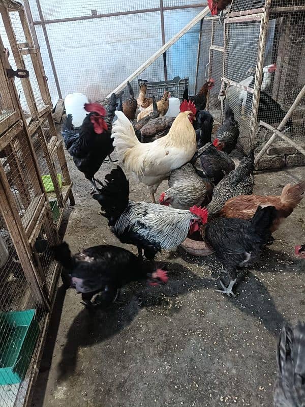 Egg laying Golden Misri Hens 1