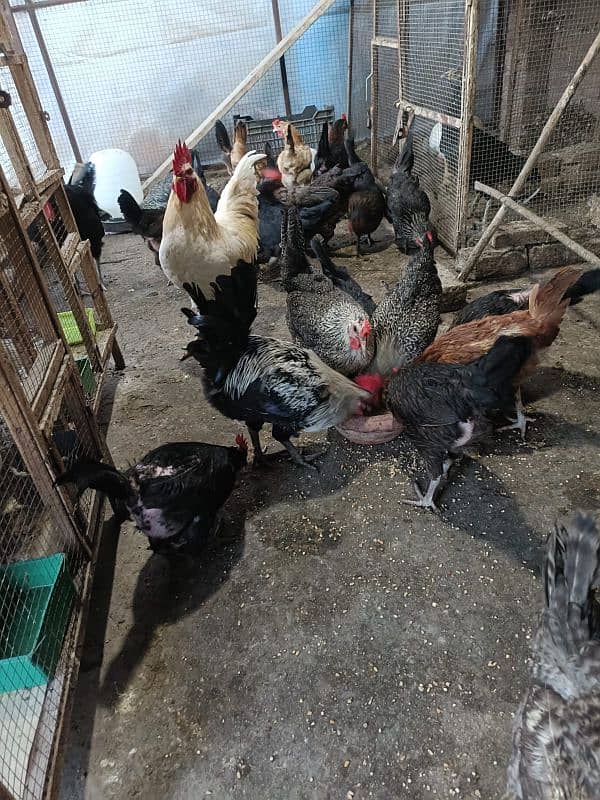 Egg laying Golden Misri Hens 2