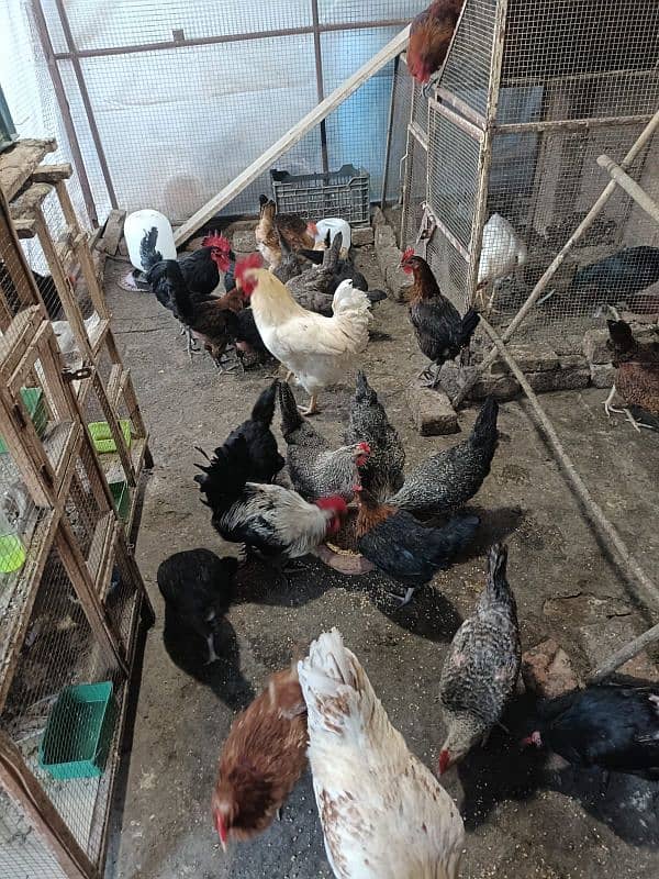 Egg laying Golden Misri Hens 3