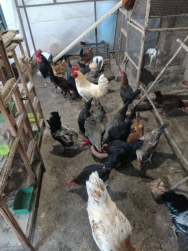 Egg laying Golden Misri Hens 4