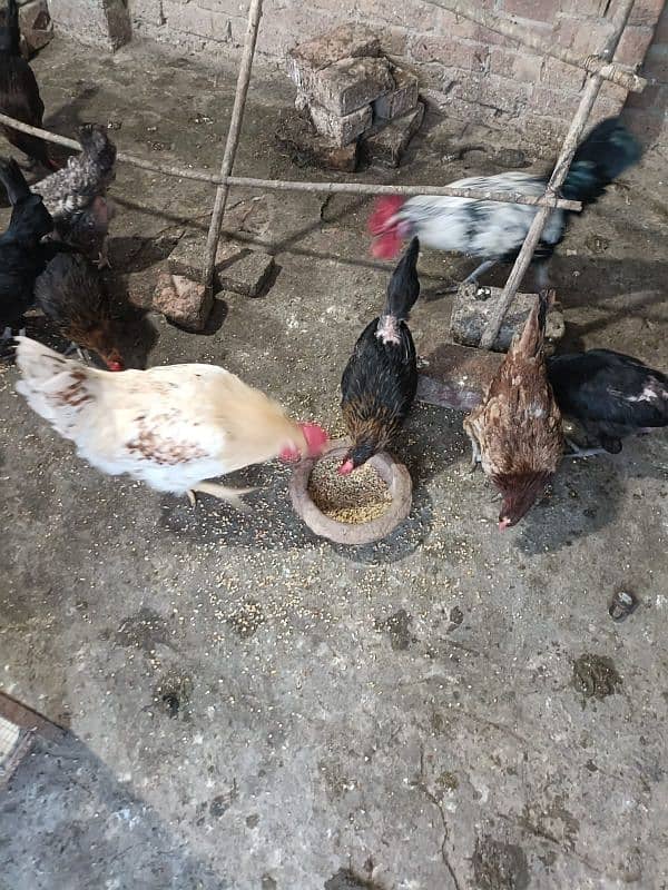 Egg laying Golden Misri Hens 5