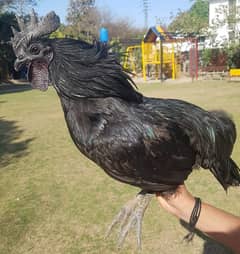 Ayam Cemani adult & chicks