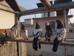 High flying pigeons for sale