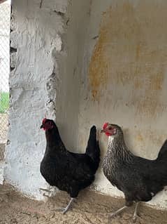 Egg Laying Desi hen Pair for sale